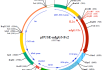 pFUSE-mIgG3-Fc2 plasmid map