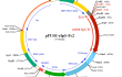 pFUSE-rIgG-Fc2 (rabbit) plasmid map