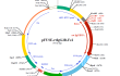 pFUSE-rtIgG2B-Fc2 (rat) plasmid map