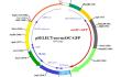 pSELECT-mASC-GFP plasmid