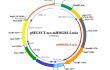 pSELECT-mHMGB1-Lucia plasmid