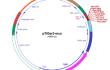 pTiGer3-mcs plasmid