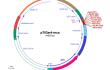pTiGer4-mcs plasmid