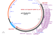 pLV-SpikeV15 plasmid map