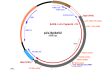pLV-SpikeV2 plasmid map
