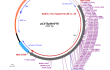 pLV-SpikeV16 plasmid map