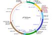 pUNO2-mcs plasmid construct