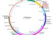 pUNO3-mcs plasmid construct