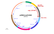 pUNO4-mJCHAIN plasmid map