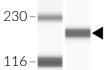 Validation of ENPP1 expression in HepG2-Dual™ cells 