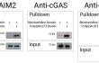 Pulldown assay using Poly(dA:dT) Biotin
