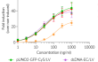 Cellular IRF response in HEK-Dual™ cGAS cells