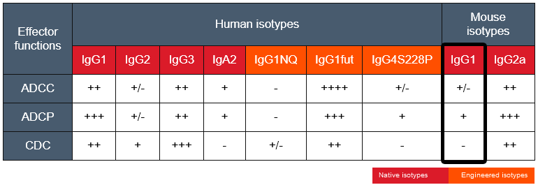 myh様確認用 Anti-hCD20 mIgG1 | Rituximab Biosimilar Antibody